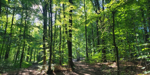 Wald
